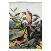 Carolina Wrens and Yellow Jessamine (Front)