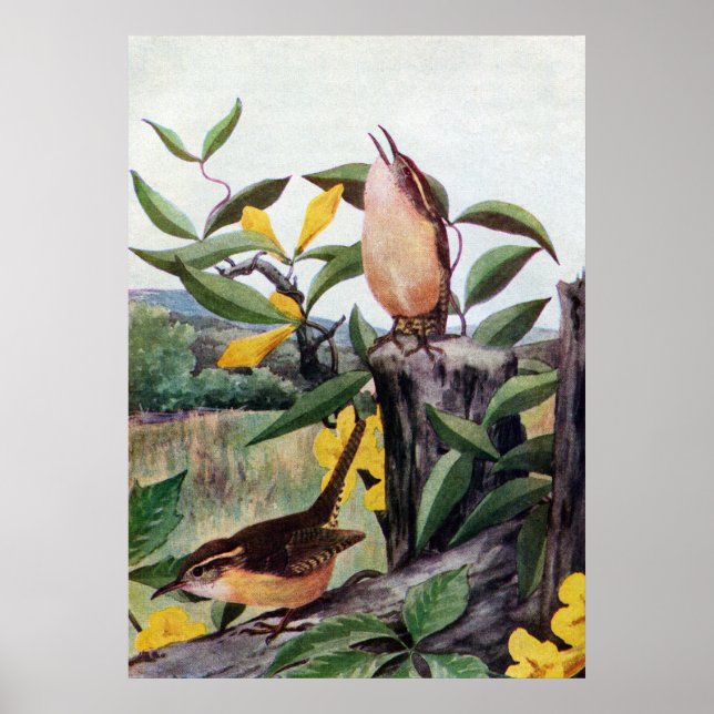 Carolina Wrens and Yellow Jessamine Poster (Front)