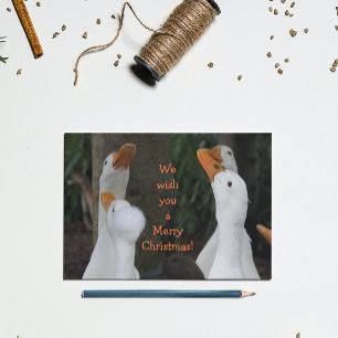 Caroling White Ducks Funny Holiday Card