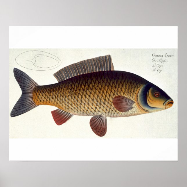 Carp (Cyprinus Carpio) plate XVI from 'Ichthyologi Poster (Front)