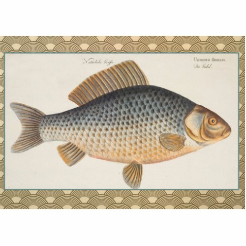 Carp fish fishing painting freshwater cutout