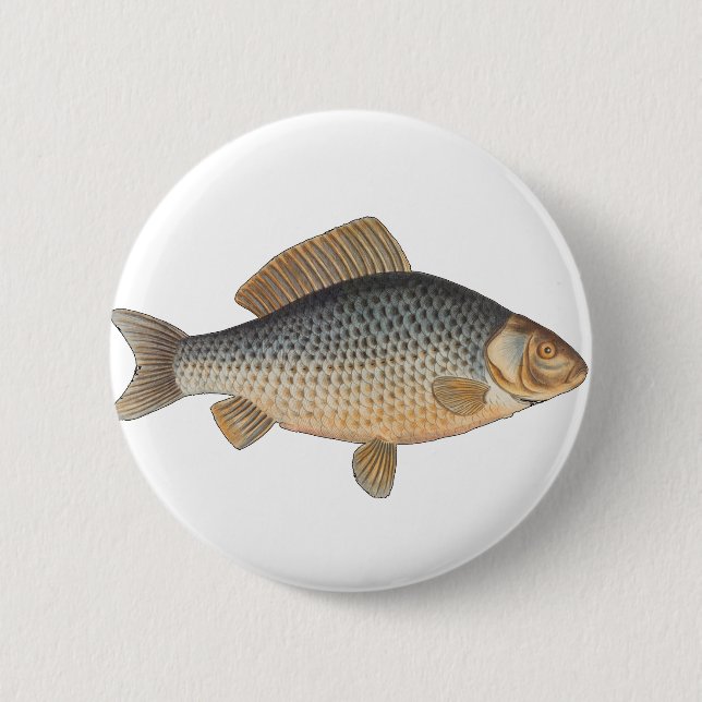 Carp fish fishing painting freshwater drawing  button (Front)