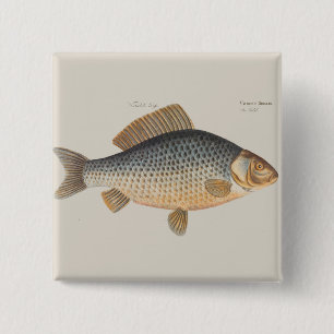 Carp fish fishing painting freshwater drawing  button