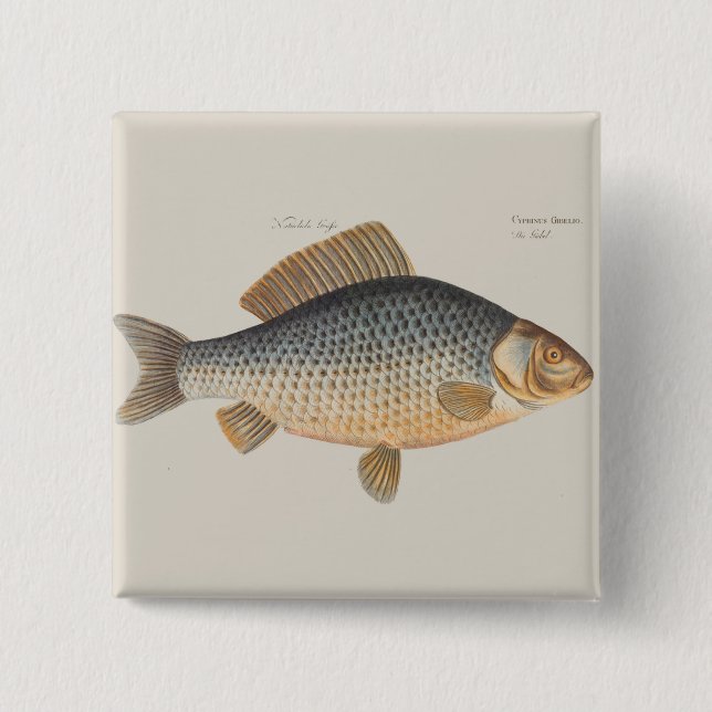 Carp fish fishing painting freshwater drawing  button (Front)