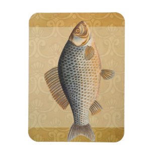 Carp fish fishing painting freshwater drawing  magnet