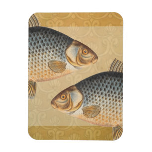 Carp fish fishing painting freshwater drawing  magnet