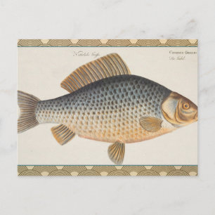 Carp fish fishing painting freshwater drawing  postcard
