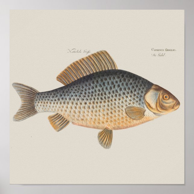 Carp fish fishing painting freshwater drawing  poster (Front)
