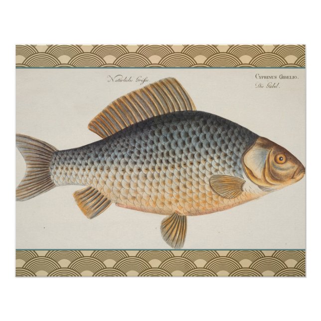 Carp fish fishing painting freshwater drawing  poster (Front)