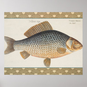 Carp fish fishing painting freshwater drawing poster