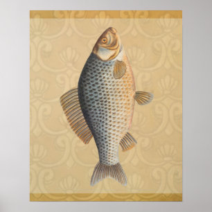 Carp fish fishing painting freshwater drawing poster