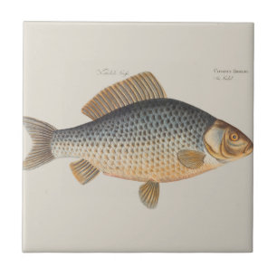 Carp fish fishing painting freshwater drawing tile