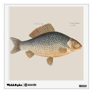 Carp fish fishing painting freshwater drawing wall decal