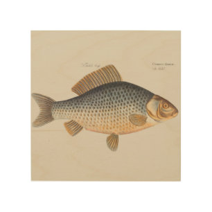 Carp fish fishing painting freshwater drawing wood wall art