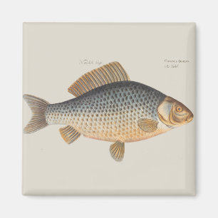 Carp fish fishing painting freshwater magnet