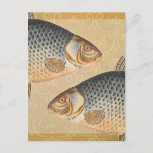 Carp fish fishing painting freshwater postcard