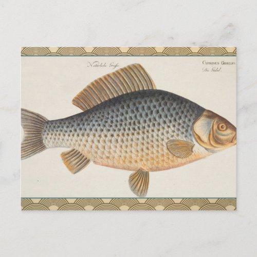 Carp fish fishing painting freshwater postcard