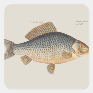 Carp fish fishing painting freshwater square sticker