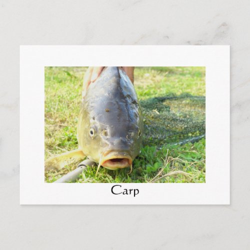 Carp _ Karpfen _ Ponty Postcard