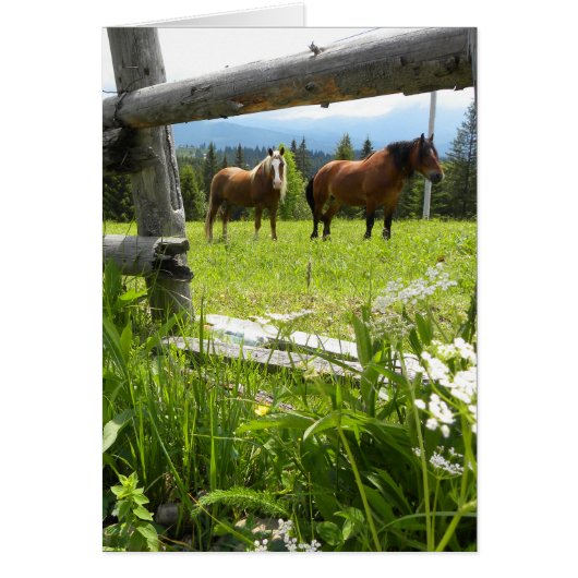 Carpathian Mountains - Ukraine Cards (Front)
