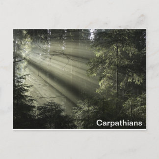 Carpathians mystic forest postcard