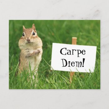 Carpe Diem Chipmunk With Sign Postcard by Meg_Stewart at Zazzle