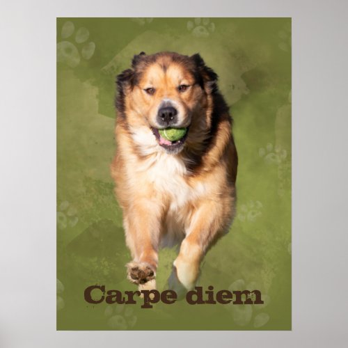 Carpe diem golden shepherd mix dog running photo poster