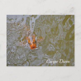 Carpe Diem Pond Fish Photograph Postcard