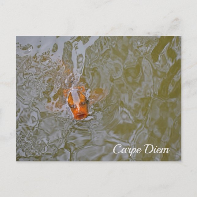 Carpe Diem Pond Fish Photograph Postcard (Front)