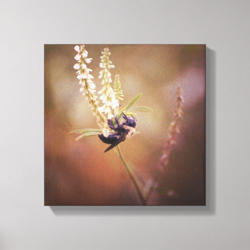 Carpenter Bee on White Flower Insect Nature Photo Canvas Print