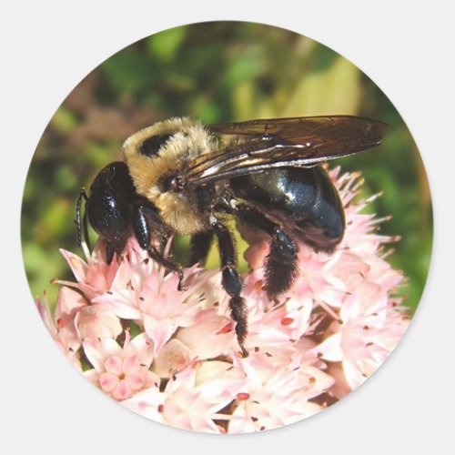 Carpenter Bee  sticker