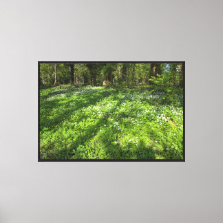 Carpet of Wild Garlic With Tree Shadows Canvas Print