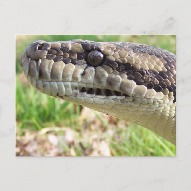 Carpet Python Postcard (Front)