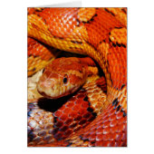 Carpet Snake (Front)