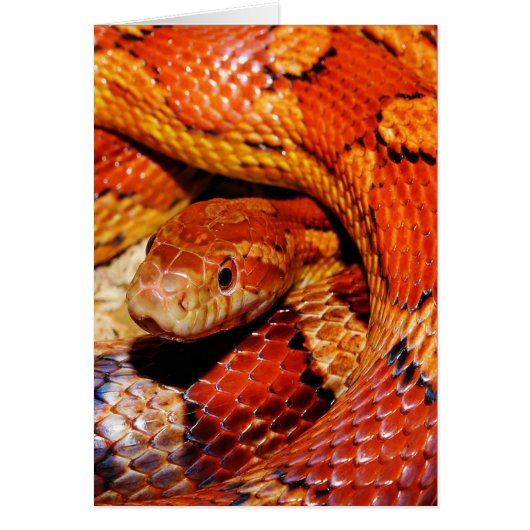 Carpet Snake (Front)