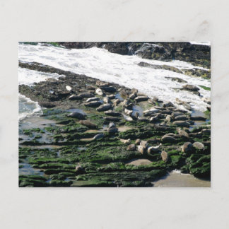 Carpinteria Seal Sanctuary Postcard