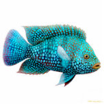 Carpintis Texas Cichlid Fish Ornament<br><div class="desc">Original fine art design of a Texas cichlid or Carpintis on a quality acrylic holiday ornament by designer Carolyn McFann of Two Purring Cats Studio. 
 
 See a few of our products below (click to go to that product) and visit our very artistic stores at:</div>