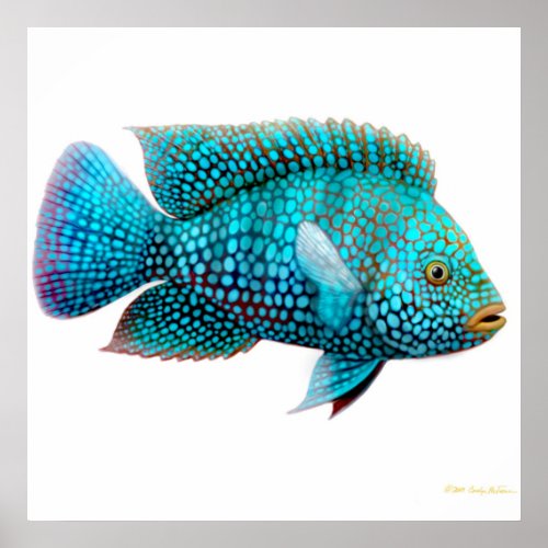 Carpintis Texas Cichlid Poster