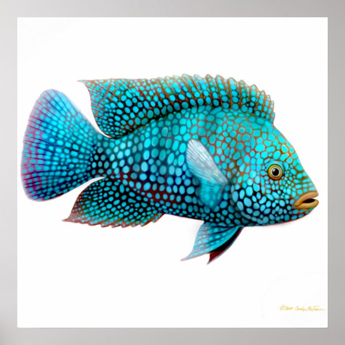 Carpintis Texas Cichlid Poster