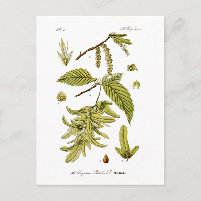 Carpinus betulus (European hornbeam) Postcard (Front)