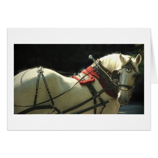 Carriage Horse Cards (Front Horizontal)
