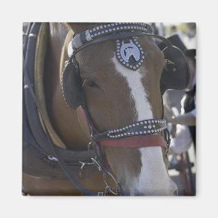 Carriage Horse Magnet