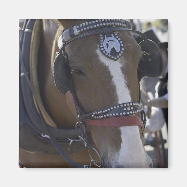 Carriage Horse Magnet (Front)