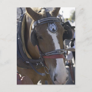 Carriage Horse Postcard