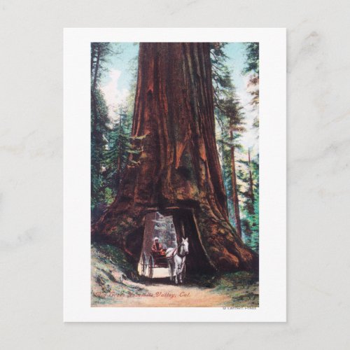 Carriage Travelling Under a Giant Redwood Postcard