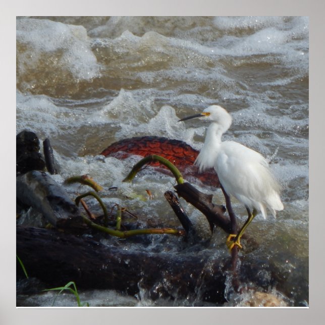 CARRIBEAN BIRD  POSTER (Front)