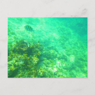 CARRIBEAN POSTCARD 2