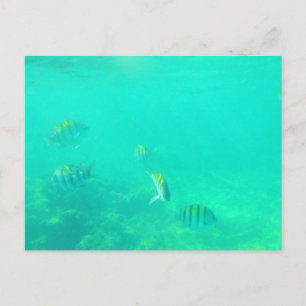 CARRIBEAN SEA #5  POSTCARD