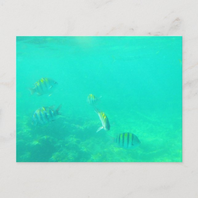 CARRIBEAN SEA #5  POSTCARD (Front)