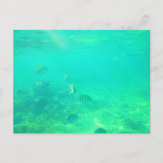 CARRIBEAN SEA POSTCARD 14